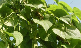 一起来看看天仙藤的功效和作用(天仙藤的功效与作用及禁忌)