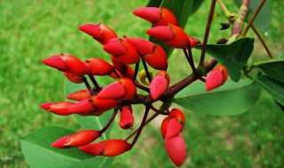 刺桐的功效与作用 刺桐的药用价值