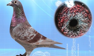 詹森红狐狸信鸽特点（纯詹森红狐狸信鸽图片v）