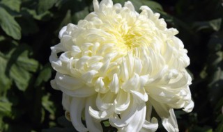 万寿菊有毒吗花语是什么（万寿菊有没有毒）