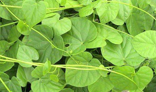 宽筋藤的功效与作用（宽筋藤的功效与作用及食用方法）