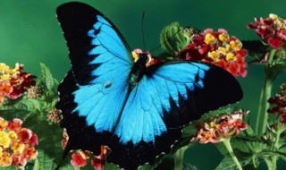 国蝶是什么蝴蝶（我国的国蝶是什么）