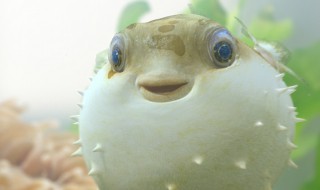 河豚的营养价值及食用功效（河豚的营养价值与功效）