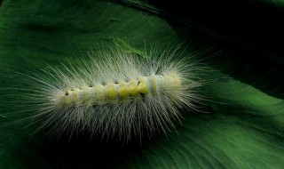 毛毛虫品种（中国毛毛虫种类大全集）