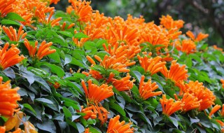 炮仗花的冬天养殖禁忌都有哪些（炮仗花如何过冬）