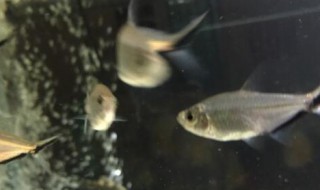 黑尾大勾繁殖方法 黑尾大钩繁殖条件