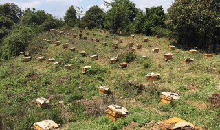 意蜂养殖技术要点 意蜂养殖技术要点视频