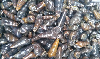 坑螺的养殖方法 坑螺的养殖方法和视频