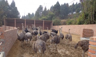鸵鸟养殖技术（鸵鸟养殖成本利润）