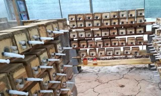 分蜂技巧(分蜂教程)