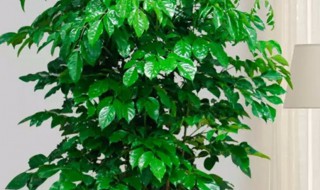 幸福树风水作用有哪些风水如何摆放（幸福树风水摆放禁忌）