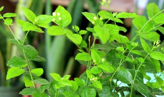 茉莉花常见养殖方法和注意事项 茉莉花常见养殖方法和注意事项视频