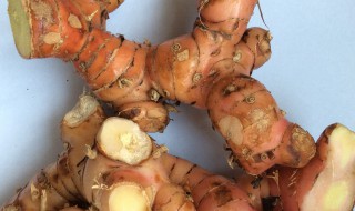 高良姜的功效与作用有哪些 高良姜的功效与作用禁忌的功效与作用及禁忌