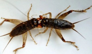 蛐蛐能活多久（蛐蛐能活多久 屋里有一只）