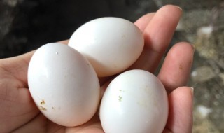 一只鸽子一个月能产多少枚蛋 养500对鸽子一年能赚多少钱