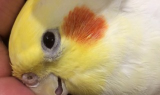 玄凤鹦鹉孵化期是多少天 玄凤鹦鹉孵化期是多少天照蛋