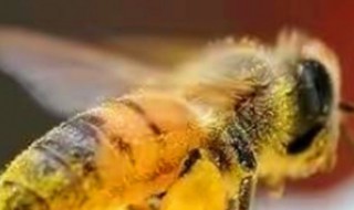 工蜂的寿命有多长 工蜂的寿命有多少天