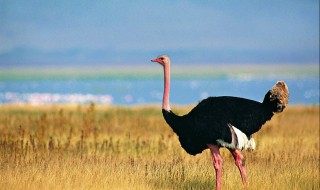 鸵鸟可以家养殖吗（鸵鸟能养家吗）