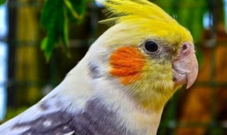 玄凤鹦鹉怕冷吗（玄凤鹦鹉怕冷吗,冬天怎么办）