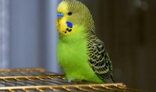 鹦鹉长什么样子（鹦鹉长什么样子的图片）