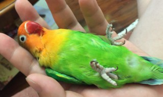 鹦鹉怕不怕冷（虎皮鹦鹉怕不怕冷）