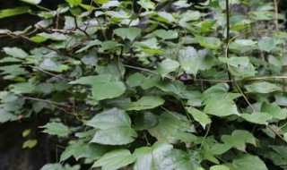 龙须藤的主治功效和用法（龙须藤的功效和图片）