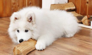 初次养萨摩耶的注意事项（第一次养萨摩耶需要准备什么）