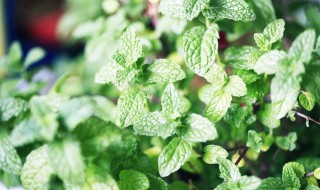 家里养薄荷风水好不好(家里养薄荷风水好不好图片)