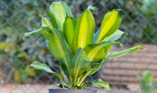 巴西美人植物开花寓意如何(巴西美人植物花语)