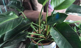 金钻花为何叫辟邪王适合什么人养 金钻 辟邪