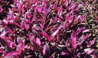 红叶朱蕉的风水作用如何（红叶朱蕉怎么养护）