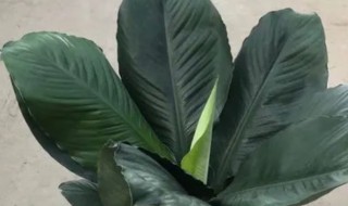 绿巨人植物寓意好吗 绿巨人植物有什么作用