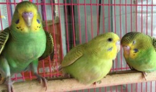 鹦鹉为什么无缘无故的死掉 鹦鹉为什么无缘无故的死掉,而且羽毛变少