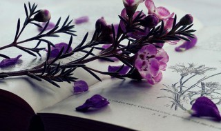 唯美诗意名字都有什么（唯美诗意的名字）