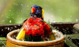 鹦鹉如何过冬又不会被冻死（鹦鹉怎么过冬）