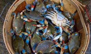 飞蟹是什么 飞蟹是什么蟹