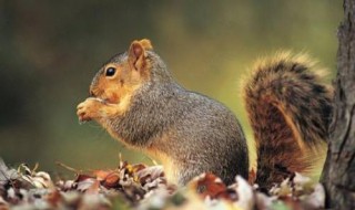 松鼠生活习性 松鼠生活特征