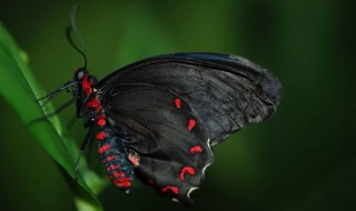 黑蝴蝶品种 黑蝴蝶品种图片