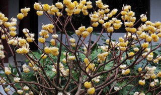 结香花有毒吗可以在室内养吗（结香花的香气有毒吗）