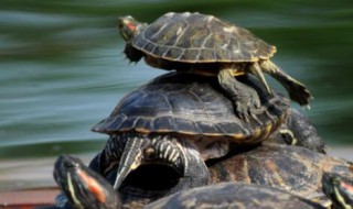 乌龟为什么喜欢趴在另一只乌龟身上 龟皮溃烂图片