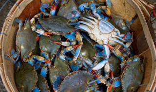 公蟹和母蟹的区别（公母螃蟹的区别）