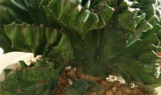 玉麒麟适合养在家里吗 家里为什么不能随便养麒麟花