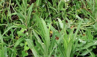 野苦荬菜的功效与作用及吃法 野苦菜的功效与作用图片和名称花叶滇苦菜