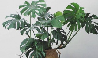龟背竹有风水讲究吗放客厅风水好吗（龟背竹有风水讲究吗放客厅风水好吗视频）