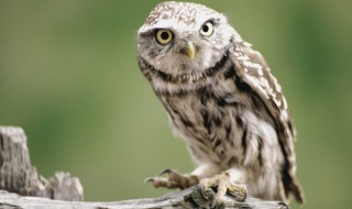 民间习俗中关于猫头鹰的禁忌（猫头鹰民间有什么讲究）