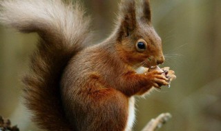 松鼠的性情是什么样的 松鼠的性情是怎么样的