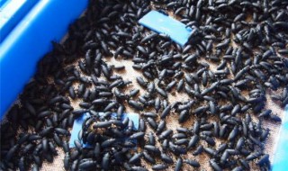 大麦虫买回家怎么养 大麦虫用什么养