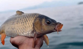 黄河里面有什么鱼种（黄河里面有什么鱼种图片）