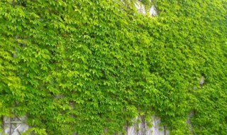 家里种爬山虎好吗风水禁忌 家里种爬山虎好吗风水禁忌爬山虎招蛇吗