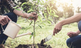 龙血树真的有毒吗适合室内养殖吗 龙血树有毒吗?
